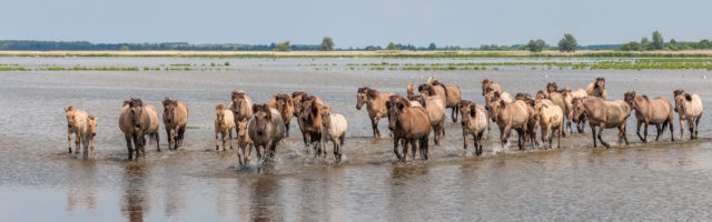 Konik horses in the water Konik horses in the Lauwersmeer lake in the North of the Netherlands on a hot summer day. They are primitive small horses, originating in Poland. 