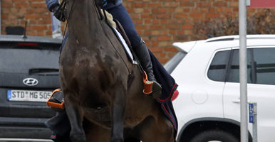 12 01 2018 Neustadt Dosse Brandenburg GER Pferd scheut unter seinem Reiter Pferd Jahreszei 12.01.2018, Neustadt (Dosse), Brandenburg, GER - Pferd scheut unter seinem Reiter. (Pferd, Jahreszeit, Winter, Warmblut, Warmblueter, Reiter, Reiten, Reitsport, reiten, Sport, Reitpferd, scheuen, scheut, erschrecken, erschrocken, Angst, aengstlich, Problem, erschrickt, Gefahr, gefaehrlich, steigen, steigt, aufbaeumen, Warmbl¸ter, aufb‰umen, gef‰hrlich, ‰ngstlich) 180112D031NEUSTADT_DOSSE.JPG *** 12 01 2018 Neustadt Dosse Brandenburg GER horse shy away from under his rider horse season winter Warmblood Warmblood horse riding horse riding sport horse shy shy away from scare scared scared scary problem scares danger dangerous rise rising trees on warm-blooded animals dangerous scary trees on 180112D031NEUSTADT DOSSE JPG 