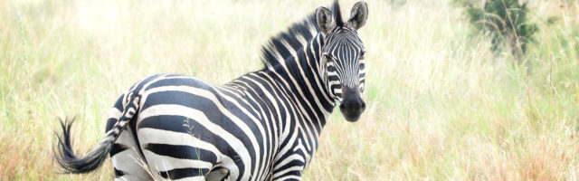 Beautiful Zebra Looking Back at Camera Portrait of a beautiful zebra as she looks back at the camera in the Tarangire National Park in Tanzania, Africa 