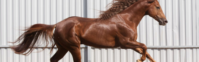 Chestnut horse running in paddock on the sand background 