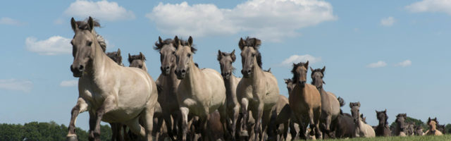 D¸lmener Wildpferde beim Einlauf in die Arena Herde Merfelder Bruch D¸lmen M¸nsterland Nordrhein D¸lmener Wildpferde beim Einlauf in die Arena, Herde, Merfelder Bruch D¸lmen, M¸nsterland, Nordrhein-Westfalen, Deutschland, Europa Copyright: imageBROKER/DieterxSchinner ibldis04338104.jpg D¸lmener Wild horses the Enema in the Arena Stoves Merfelder Breakthrough D¸lmen M¸nsterland North Rhine Westphalia Germany Europe Copyright image broker DieterxSchinner ibldis04338104 JPG Bitte beachten Sie die gesetzlichen Bestimmungen des deutschen Urheberrechtes hinsichtlich der Namensnennung des Fotografen im direkten Umfeld der Verˆffentlichung! 