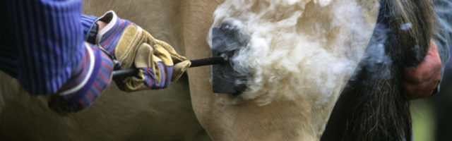 Ein Fohlen erhält sein typisches Brandzeichen, alljährlicher Wildpferdefang, Dülmener Wildpferde, am letzten Maiwochenende in Dülmen, Nordrhein-Westfalen, Deutschland, Europa Ein Fohlen erhält sein typisches Brandzeichen, alljährlicher Wildpferdefang, Dülmener Wildpferde, am letzten Maiwochenende in Dülmen, Nordrhein-Westfalen, Deutschland, Europa | Verwendung weltweit, Keine Weitergabe an Wiederverkäufer. 