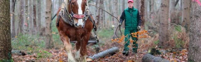 Holzrücken für das Mein Pferd Magazin Foto: DANIEL ELKE 