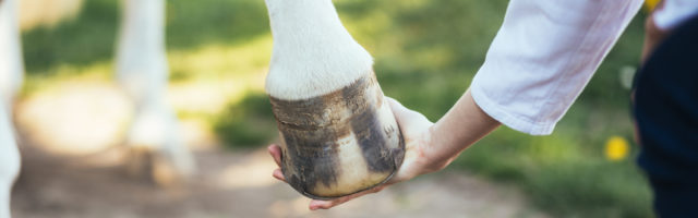 Veterinarian examining horse leg tendons. Selective focus on hoo 