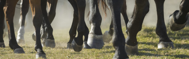 Closeup detail of herd of horse legs running Closeup detail of herd of horse legs running 