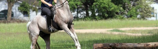 21 05 2016 Neuenhagen Brandenburg GER Pferd scheut bei einem Ausritt vor einem Baumstamm Pfer 21.05.2016, Neuenhagen, Brandenburg, GER - Pferd scheut bei einem Ausritt vor einem Baumstamm. (Pferd, Reiterin, Ausritt, ausreiten, Reiten, Reitsport, Freizeitreiten, Freizeitreiterin, scheuen, scheut, Angst, aengstlich, wegdrehen, panisch, Panik, Baumstamm, Freizeit, Freizeitsport, Pferdesport, reiten, Sport, bewegen, Bewegung, Breitensport, Amateursport, allein, Vollblutaraber, Arabisches Vollblut, Araber, Frau, 20-30 Jahre, Ausreiten, Rasse, Pferderasse, Rassepferd, Schimmel, Jahreszeit, Fruehling, Fruehjahr, erschrecken, erschrocken, Problem, erschrickt, Gefahr, gefaehrlich, steigen, steigt, aufbaeumen, gef‰hrlich, aufb‰umen, ‰ngstlich, Fr¸hling, Fr¸hjahr) 266D210516REITEN.JPG GALOPP 21 05 2016 Neuenhagen Brandenburg ger Horse afraid at a Horseback before a Tree trunk Horse Horsewoman Horseback ausreiten riding Horse riding Leisure riding recreational rider Be afraid afraid Fear afraid wegdrehen panic Panic Tree trunk Leisure leisure sports Equestrian sports riding Sports move Movement Popular sport Amateur sports alone Full-blooded Arabs Arabic Full blood Arabs Woman 20 30 Years ausreiten Race Horse race Race horse Mold Season Spring Spring frighten frightened Problem appalled Danger dangerous rise increases aufbaeumen dangerous rebel afraid Spring Spring JPG Gallop 