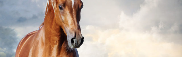 chestnut arabian horse portrait chestnut arabian horse portrait against the cloudy skies 