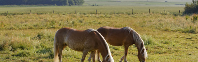 Germany, Bavaria, horses on paddock near Rins Pferde auf Weide bei Rins, Gemeinde Söchtenau, Chiemgau, Alpenvorland, Oberbayern, Bayern, Deutschland 