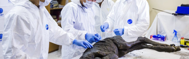 Russia Ancient Horse In this Thursday, Aug. 23, 2018 photo and provided by the North-Eastern Federal University, Russian scientists, Dr. Semyon Grigorev, left, Dr. Vasiliy Boeskorov, center, and Dr. Pyotr Danilov show the fossilized remains of an extinct baby Paleolithic horse displayed for the media at the Mammoth Museum at the North-Eastern Federal University in Yakutsk, Russia. Scientists from Russia's Northeast Federal University who presented the discovery Thursday said the foal is estimated to be 30,000 to 40,000 years old. They believe it was about two months old when it died. (Michil Yakoklev/North-Eastern Federal University via AP) | 