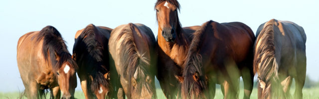 Group of wild horses in field at morning. 