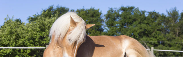 haflinger_antonin517341 