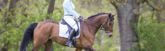 trakehner_silvano417123 