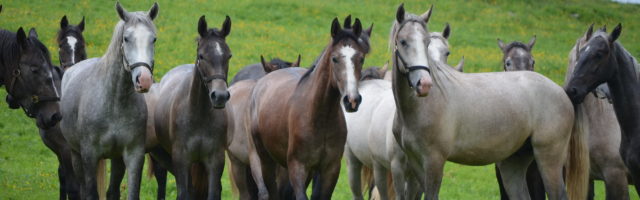 Junghengste Stubalm (C) Spanische Hofreitschule - Lipizzanergestut Piber GoR 