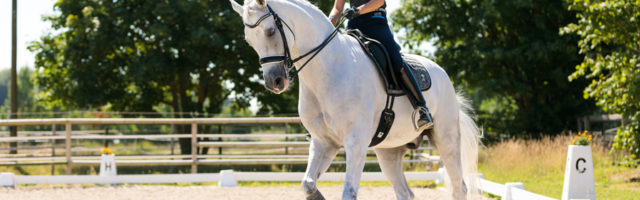 Mein Pferd Magazin - Maike Mende Homestory mit Maike Mende am 13.07.2018 in Altenberge für das Mein Pferd Magazin. Foto: DANIEL ELKE 