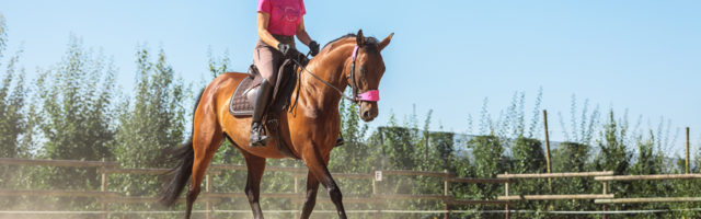 Mein Pferd Shooting für das Mein Pferd Magazin am 18.07.2019 in Neuwied Foto: DANIEL ELKE 