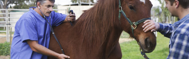 Veterinarian Examines A Horse 