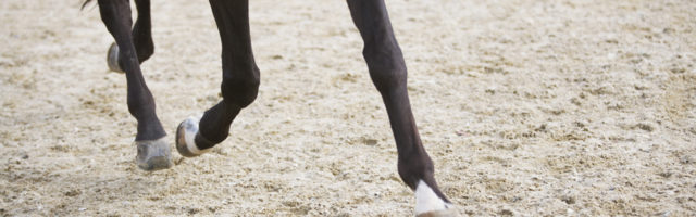 detail of horse doing dressage exercise 