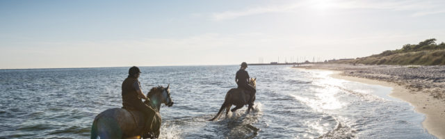 Two Horses Being Ridden on the Beach Into the Sunset. Two horses and their riders riding along in the shallow waters on the Baltic next to the beach at Klintholm Havn on the island of Møn in Denmark. Photographed in the late evening summer light they are walking into the sunset. The horses' loved being in the water giving them chance to cool off after a long day. Both riders are wearing riding gear, both with protective helmets. Colour, horizontal format with lots of copy space. 