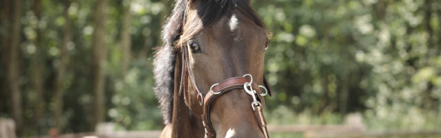 Mein Pferd Shooting für das Mein Pferd Magazin am 08.08.2019 in Foto: DANIEL ELKE 