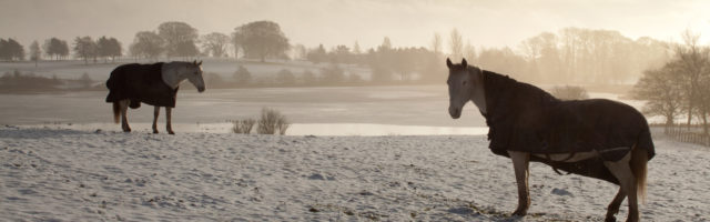 Cold Horses Horses covered with blankets in a snow covered field in Scotland 