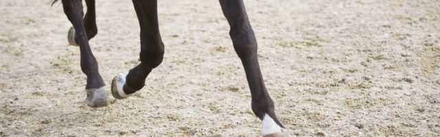 detail of horse doing dressage exercise 