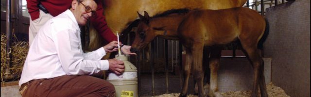 Cryozootech Breaks New Ground In Horse Reproduction By Obtaining Male Clone From Neutered Champion In Cremona, Italy On March 23, 2005. ITALY - MARCH 23: Cryozootech breaks new ground in horse reproduction by obtaining male clone from neutered champion in Cremona, Italy on March 23, 2005- At the Laboratory of Reproductive Technology of the Consorzio per l'Incremento Zootecnico (CIZ). French biologist Eric Palmer and Italian biologist Pr. Cesare Galli, near the horse cloned from Pieraz, the first male horse obtained by cloning. In the background, the surrogate mother. (Photo by Pool DEMANGE/ROSSI/Gamma-Rapho via Getty Images) 