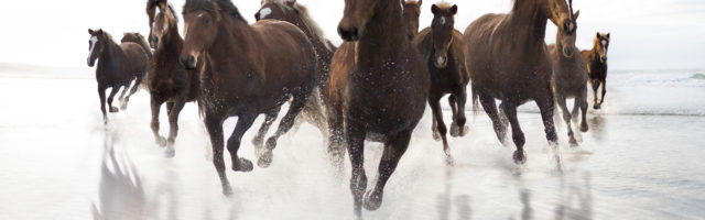 Brown Horses running on a beach Brown Horses running on a beach 