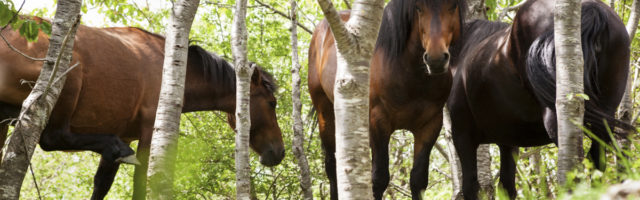 Horses in forest Italy, Liguria 