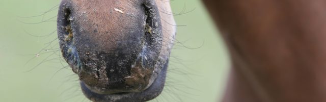 27 07 2017 Falkensee Brandenburg GER Detailansicht Nasenausfluss bei einem Fohlen Pferd Det 27.07.2017, Falkensee, Brandenburg, GER - Detailansicht, Nasenausfluss bei einem Fohlen. (Pferd, Detail, Detailaufnahme, Anschnitt, Nasenausfluss, Rotz, Nuester, Ausfluss, Erkaeltung, erkaeltet, eitrig, Maul, krank, Krankheit, Symptom, Krankheitsanzeichen, Schleim, verschleimt, Fohlen, verklebt, Maulpartie, Nuestern, Virusinfektion, Infektion, Schnupfen, Sekret, Nüster, Erkältung, erkältet, Nüstern) 170727D869FALKENSEE.JPG *** 27 07 2017 Falkensee Brandenburg ger Detailed view Nasal discharge at a Foals Horse Detail Details Bleed Nasal discharge Glanders nostril Outflow Colds cold purulent Foot ill Disease Symptom signs of disease Mucus Foals glued Muzzle Nostrils Viral infection Infection Colds Secretions Nüster Cold cold Nüstern JPG 