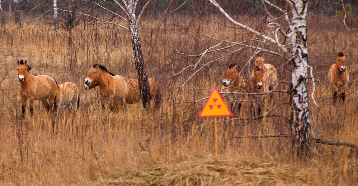 Przewalski's horse the Exclusion Zone, Chernobyl Przewalski's horse, which inhabited the Chernobyl zone. After 20 years the population has grown, and now they gallop on radioactive territories. 