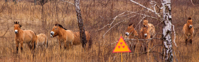 Przewalski's horse the Exclusion Zone, Chernobyl Przewalski's horse, which inhabited the Chernobyl zone. After 20 years the population has grown, and now they gallop on radioactive territories. 