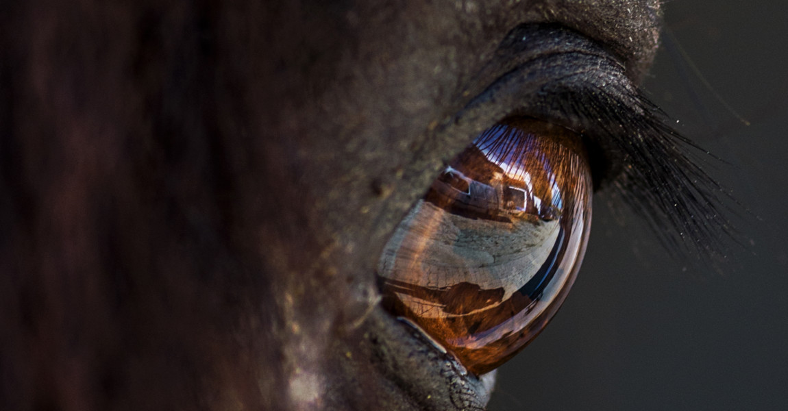 Close-Up Of Reflection In Horse Eye 