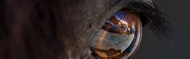 Close-Up Of Reflection In Horse Eye 