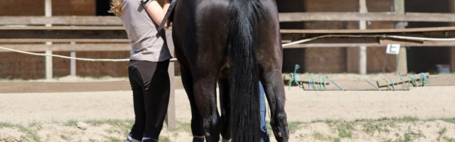 19 04 2019 Bruchmuehle Brandenburg GER Reiterin gurtet auf dem Reitplatz nach Amateursport A 19.04.2019, Bruchmuehle, Brandenburg, GER - Reiterin gurtet auf dem Reitplatz nach. (Amateursport, Ausbildung, Breitensport, Warmblut, Warmblueter, Frau, Freizeit, Freizeitreiten, Freizeitreiterin, Freizeitsport, Fruehjahr, Fruehling, Hobby, Hobbysport, Jahreszeit, Pferd, Pferdesport, Platz, Reitausbildung, Reiten, Reiterin, Reitplatz, Reitsport, Reitstunde, Reitunterricht, Reitverein, Sport, Unterricht, Nachgurten, gurten, Sattel festziehen, Satteln, Aufsatteln) 190419D184BRUCHMUEHLE.JPG *** 19 04 2019 Bruchmuehle Brandenburg GER rider girths on the riding arena after amateur sport training popular sport warmblood warmblood woman leisure time spare time riding spare time rider spare time sport spring hobby hobby hobby sport season horse equestrian sport place riding education riding rider riding arena riding lesson riding lesson riding 