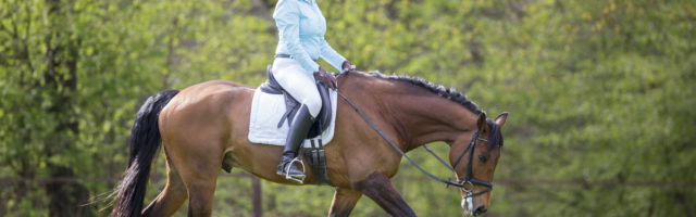 trakehner_silvano417337 