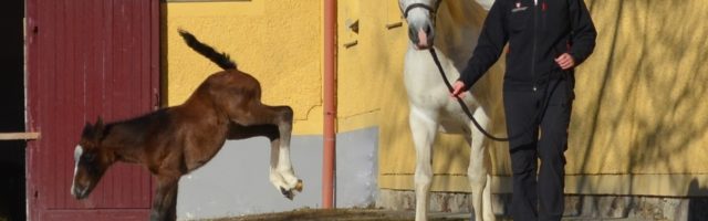 (C) Spanische Hofreitschule - Lipizzanergestüt Piber GöR 2 