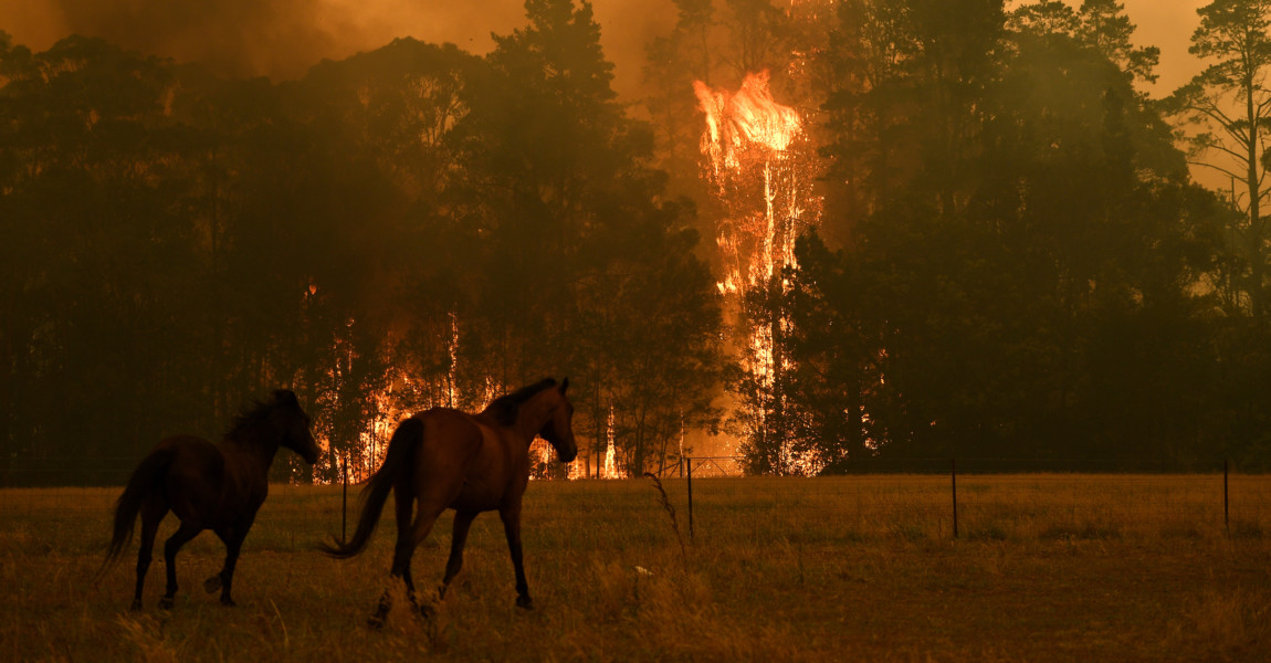 BUSHFIRES NSW, Horses are seen in a paddock as the Gospers Mountain Fire impacts a property at Bilpin, Saturday, Decemb BUSHFIRES NSW, Horses are seen in a paddock as the Gospers Mountain Fire impacts a property at Bilpin, Saturday, December 21, 2019. Conditions are expected to worsen across much of NSW as temperatures tip 40C. ACHTUNG: NUR REDAKTIONELLE NUTZUNG, KEINE ARCHIVIERUNG UND KEINE BUCHNUTZUNG GOSPERS MOUNTAIN NSW AUSTRALIA PUBLICATIONxINxGERxSUIxAUTxONLY Copyright: xDANxHIMBRECHTSx 20191221001438923177 