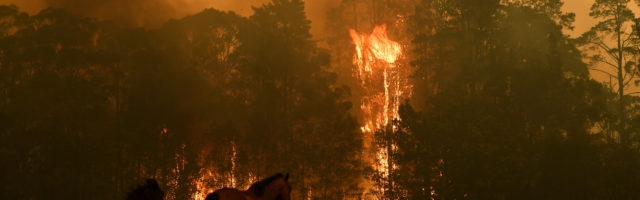 BUSHFIRES NSW, Horses are seen in a paddock as the Gospers Mountain Fire impacts a property at Bilpin, Saturday, Decemb BUSHFIRES NSW, Horses are seen in a paddock as the Gospers Mountain Fire impacts a property at Bilpin, Saturday, December 21, 2019. Conditions are expected to worsen across much of NSW as temperatures tip 40C. ACHTUNG: NUR REDAKTIONELLE NUTZUNG, KEINE ARCHIVIERUNG UND KEINE BUCHNUTZUNG GOSPERS MOUNTAIN NSW AUSTRALIA PUBLICATIONxINxGERxSUIxAUTxONLY Copyright: xDANxHIMBRECHTSx 20191221001438923177 