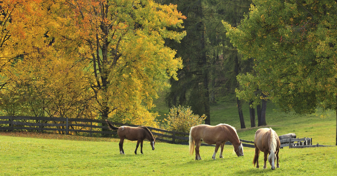 Horses grazing near Collalbo, Ritten Horses grazing near Collalbo, autumn landscape, Ritten, Trentino-Alto Adige, Italy. 