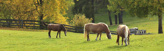 Horses grazing near Collalbo, Ritten Horses grazing near Collalbo, autumn landscape, Ritten, Trentino-Alto Adige, Italy. 