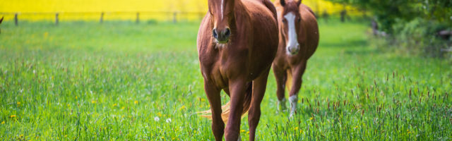 Horses In Meadow Horses Grazing On Meadow 