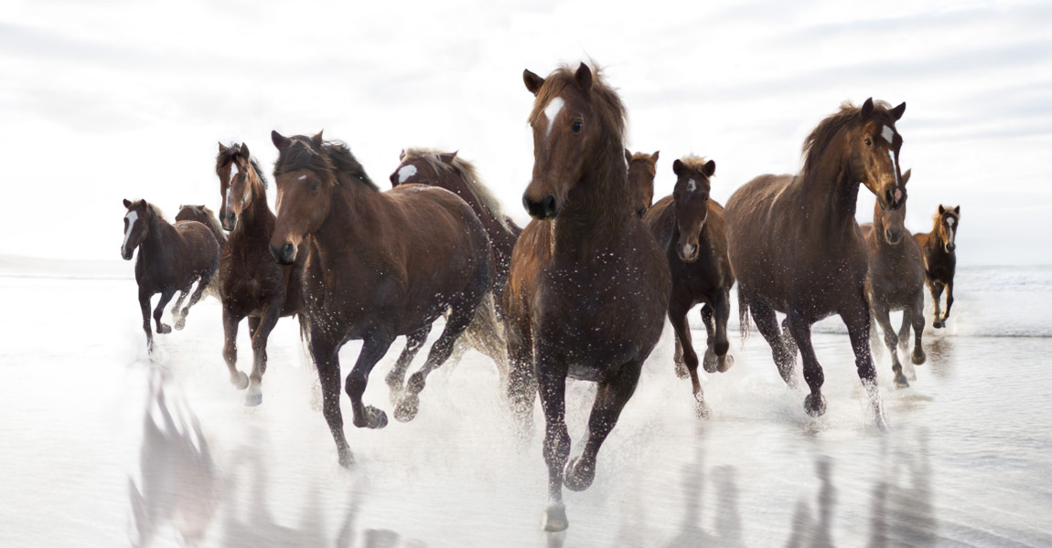 Brown Horses running on a beach Brown Horses running on a beach 