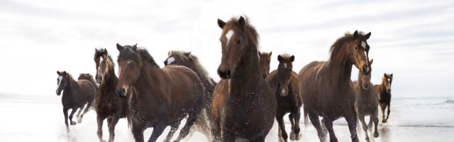 Brown Horses running on a beach Brown Horses running on a beach 