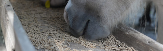 Horses Feeding In Stable 