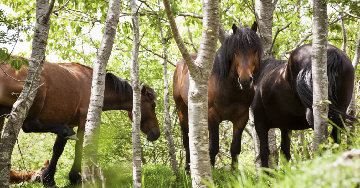 Horses in forest Italy, Liguria 