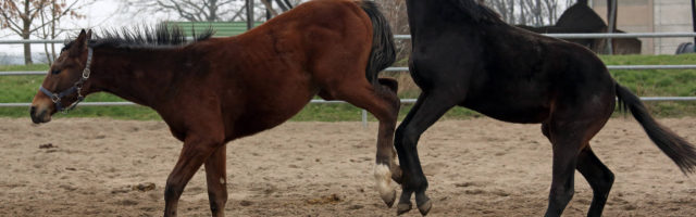 17 03 2017 Graditz Sachsen GER Junghengste fechten die Rangordnung aus Gestuet Graditz Pferd 17.03.2017, Graditz, Sachsen, GER - Junghengste fechten die Rangordnung aus. Gestuet Graditz. (Pferde, Hengste, Junghengste, Zucht, Warmblut, Warmblutzucht, artgerecht, Warmblueter, Haltung, Pferdehaltung, Aufzucht, Jahreszeit, Winter, spielen, Rangordnung, Rangordnungskampf, ausschlagen, treten, Verhalten, Pferdeverhalten, Verhaltensweise, Warmbl¸ter) 170317D268GRADITZ.JPG GALOPP 17 03 2017 Graditz Saxony ger Young stallions Fencing the Hierarchy out Stud Graditz Horses Stallions Young stallions Breeding Warm blood Warmblood breeding artgerecht Warm-blooded Attitude Horse stance Rearing Season Winter Play Hierarchy Ranking battle ausschlagen occur Behavior Horse behavior Behaviour Warm-blooded JPG Gallop 