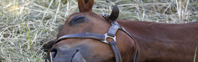 26 05 2018 Graditz Sachsen GER Pferd liegt im Gras auf der Seite und schlaeft Gestuet Graditz 26.05.2018, Graditz, Sachsen, GER - Pferd liegt im Gras auf der Seite und schlaeft. Gestuet Graditz. (Pferd, Haltung, Pferdehaltung, Gras, Weide, Koppel, liegen, liegt, ruhen, ausruhen, muede, Schlaf, schlafen, schlaeft, Muedigkeit, schlafend, Tiefschlaf, auf der Seite, Warmblut, Warmblueter, Jahreszeit, Fruehling, Fruehjahr, erschoepft, Erschoepfung, Schlafbeduerfnis, Anschnitt, Traum, Traumschlaf, traeumen, Zaehne, Z‰hne, tr‰umen, Fr¸hling, Fr¸hjahr, Schlafbed¸rfnis, erschˆpft, Erschˆpfung, m¸de, M¸digkeit) 180526D027GRADITZ.JPG *** 26 05 2018 Graditz Saxony GER Horse lying in the grass on the side and sleeps Gestuet Graditz Horse Stance Horse keeping Grass Pasture Paddock Lying Lying Resting Resting Sleep Sleeping Sleep Fatigue Sleepy Deep sleep on the side Warmblood Warmblueter Season Spring Spring exhausted Exhaustion Sleep need Ble 