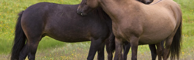 Zwei Islandpferde (Equus ferus caballus) bei der gegenseitigen Fellpflege, Vestrahorn, Island, Europa *** Two Icelandic Zwei Islandpferde Equus ferus caballus bei der gegenseitigen Fellpflege, Vestrahorn, Island, Europa *** Two Icelandic horses Equus ferus caballus grooming each other, Vestrahorn, Iceland, Europe Copyright: imageBROKER/StefanxZiese iblszi05050993.jpg Bitte beachten Sie die gesetzlichen Bestimmungen des deutschen Urheberrechtes hinsichtlich der Namensnennung des Fotografen im direkten Umfeld der Verˆffentlichung! 