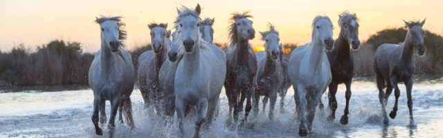 Camargue horses in a marsh of the Camargue in southern FRANCE - 2016/03/28: Camargue horses in a marsh of the Camargue in southern France running towards the camera after sunset. (Photo by Wolfgang Kaehler/LightRocket via Getty Images) 