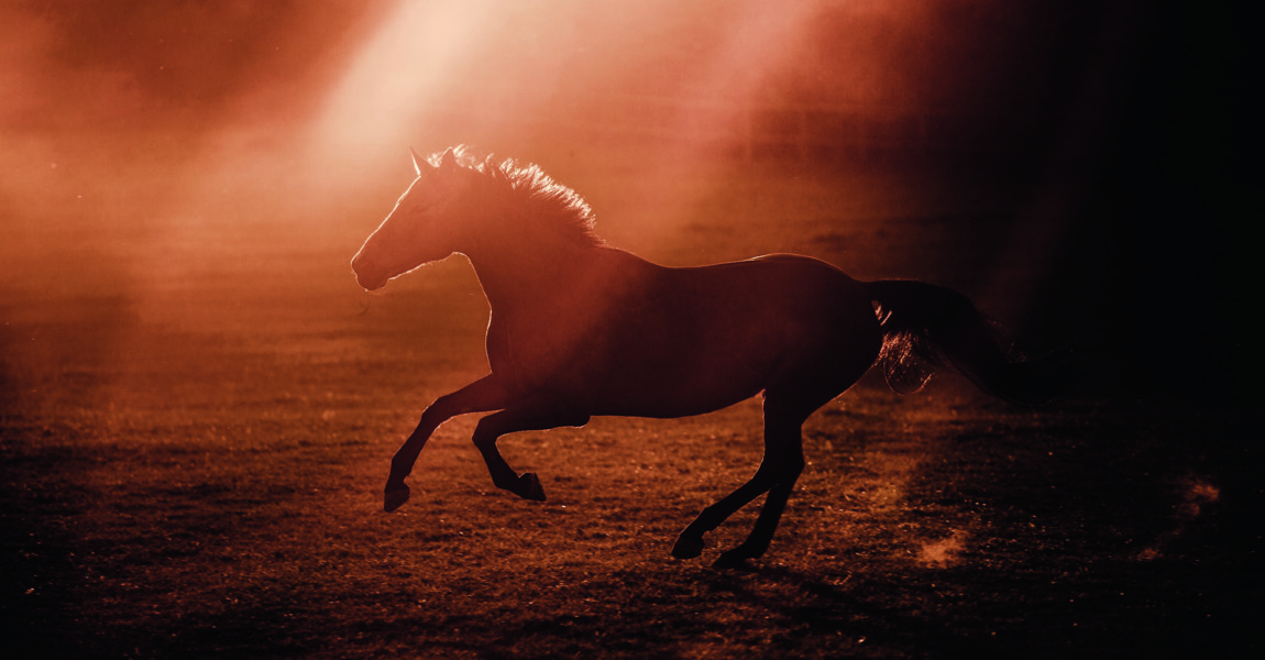 Pferd im Galopp im Sonnenuntergang Freilauf in Bewegung auf Wiese Weide Gegenlicht Pferd galoppiert im gegenlicht bei sonnenuntergang auf wiese weide frei im freilauf in bewegung sonnenstrahlen freie wildnis silhouette kontur 